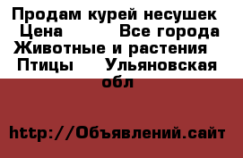 Продам курей несушек › Цена ­ 350 - Все города Животные и растения » Птицы   . Ульяновская обл.